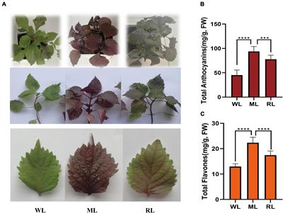 Integrated metabolomic and transcriptomic analyses reveal molecular response of anthocyanins biosynthesis in perilla to light intensity